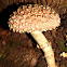 Fungi