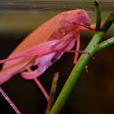 Oblong-Winged PINK Katydid