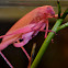 Oblong-Winged PINK Katydid