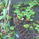 Spectacled caiman, Brilkaaiman