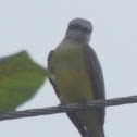 tropical kingbird, tirano tropical