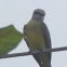 tropical kingbird, tirano tropical