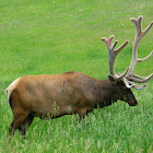 Elk