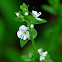 Thyme-leaved Speedwell
