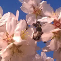 Almond blossom