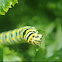 Black Swallowtail Caterpillar