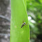 Jumping spider
