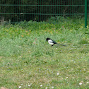 Magpie