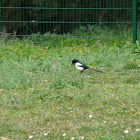 Magpie