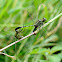 Green Marsh Hawk / Slender Skimmer Dragonfly