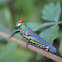 Grasshopper