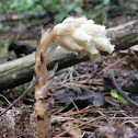 Indian Pipes