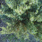 Common Juniper