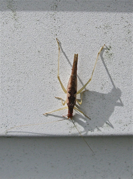 Spotting Image 1