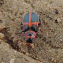 Red Cross Beetle