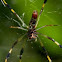 Golden Silk Spider