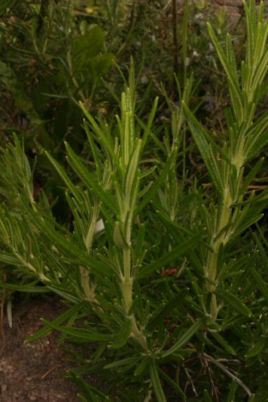 Spotting Image 1
