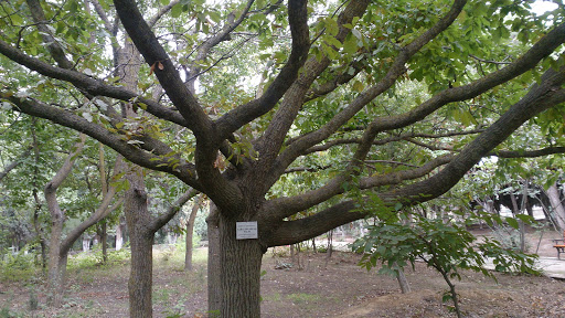 Quercus Castaneifolia