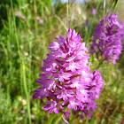 Pyramidal Orchid