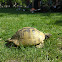 Tortoise