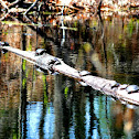 Eastern Painted Turtles