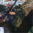 Algae, green in H2O