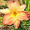 Daylily