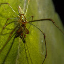 Long-jawed Orb Weaver