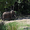 African Elephant