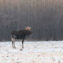 Canada Moose