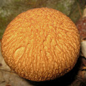 Wrinkle Cap Psathyrella