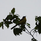 Western Yellow Wagtail / Bachstelze