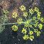 Dill