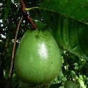 Borojo