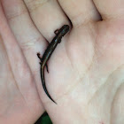 Redback Salamander