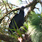 Zopilote, Black Vulture