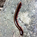 Millipede 