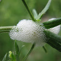 Spittlebug