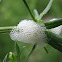 Spittlebug