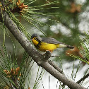 Canada Warbler