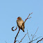 Red-Billed Quelea