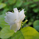 मोगरा Arabian Jasmine