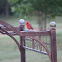Northern Cardinal