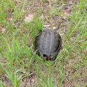 Common Snapping Turtle