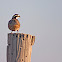 Bobwhite Quail