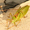 Katydid