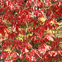 Sourwood
