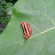Common Lascar