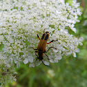 Soldier beetle