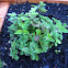 Greek Oregano